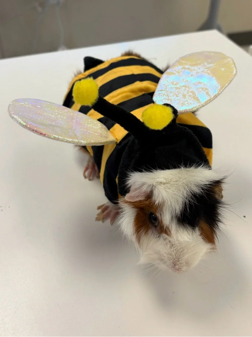 Cute Bee Costume for Small Pets - Yellow & Black